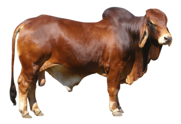 Cattle Ox Bull background png image