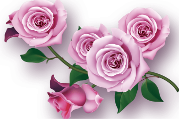 https://www.pngarc.com/wp-content/uploads/2023/05/Garden-roses-Flower-Purple-Floral-design-Purple-flowers-flower-Arranging-violet-artificial-Flower-png-1-min.png