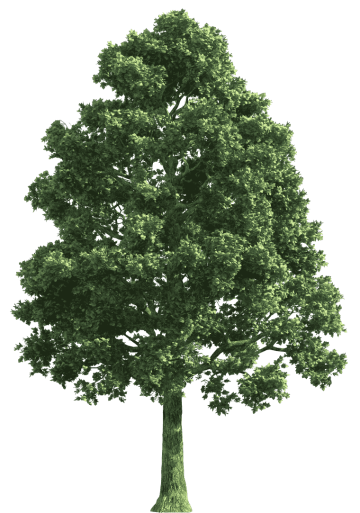 Natural tree, tree's leaf, branch of tree , biome tree png