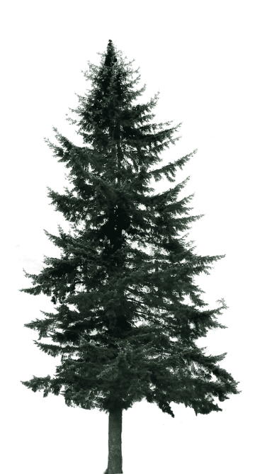 Pine tree, large pine tress, orginal pine tree png