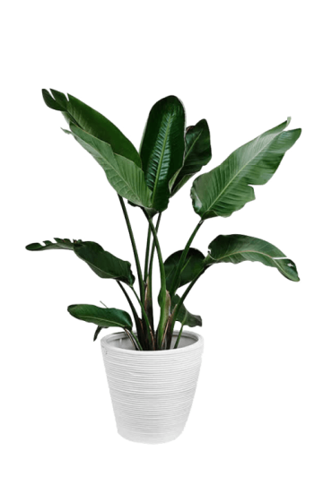 Plant Leaf, Palm branch, Potted green plants, green tree