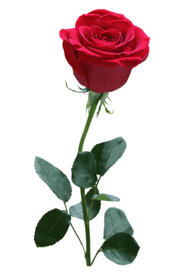 Rose Red, rose, flower Arranging, artificial Flower