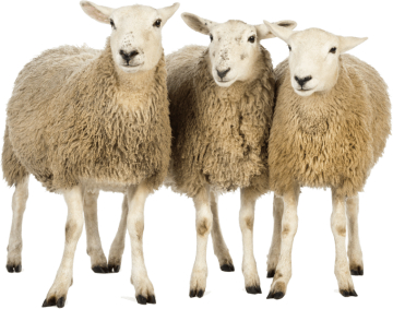 Sheep goat family background png image