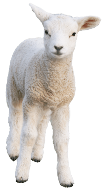 Sheep scape goat background png image