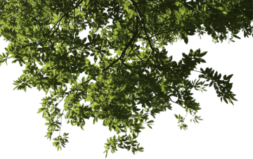 Tree leaf For SketchUp Branch, tree, green leaf png