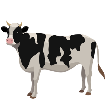 black and white cattle cow background png image