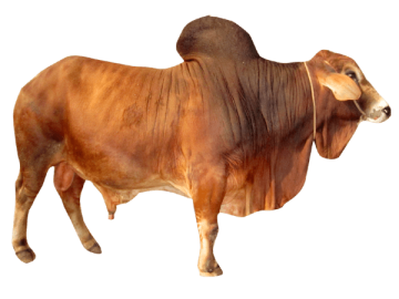 cattle Ox bull cow background png image