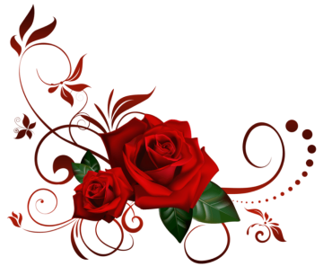 red rose, Rose png transparent image, Rose flower