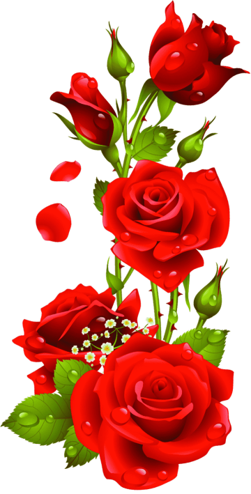 red roses, Rose png transparent image, Rose flower