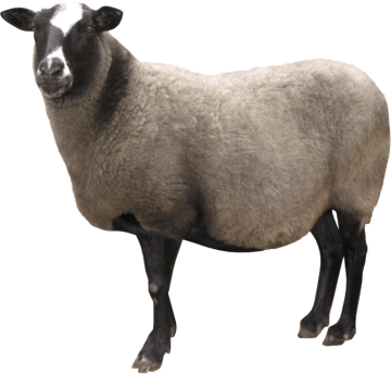 white and black sheep background png image