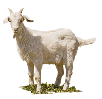 white goat background png image