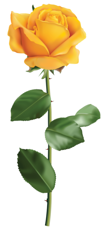 yellow rose, Rose, Yellow Rose, Rose png