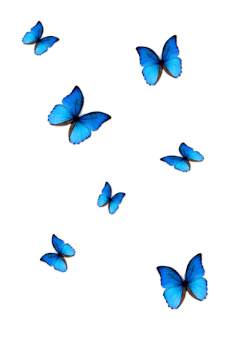 Blue butterfly image, blue butterfly, seven blue butterflies