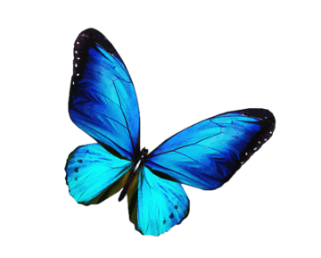 Butterfly graphy blue illustration, butterfly, blue butterfly