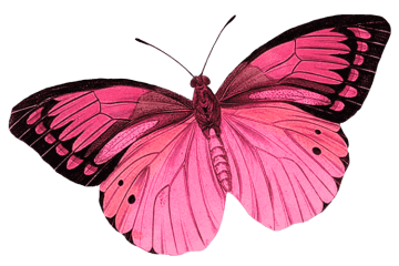 Pink and black butterfly, monarch butterfly great photo