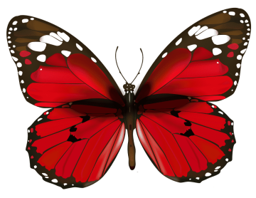 Red color butterfly, red & black butterfly illustration Png