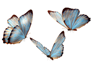 Three butterflies, Blue Colors Butterfly, Butterfly Group