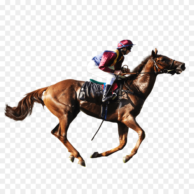 American Quarter Horse Equestrian Horse Racing PNG Download, horse racing, horse, mare, horse Tack png