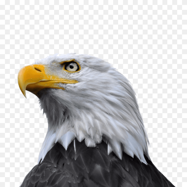 American eagle head free transparent image download