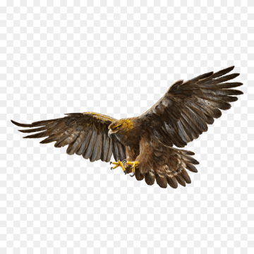 Bald Eagle Bird Drawing With Illustrations PNG Image