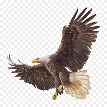 Bald eagle drawing realistic PNG image free download