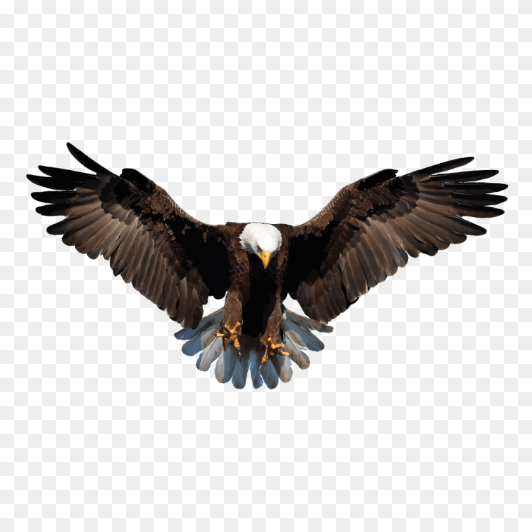 Bald eagle flying fast in the sky PNG image