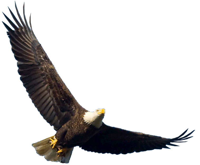 Bald eagle flying overhead free png image download