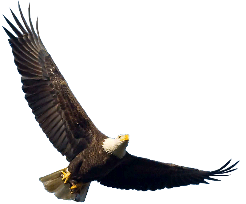 Bald eagle flying overhead free png image download