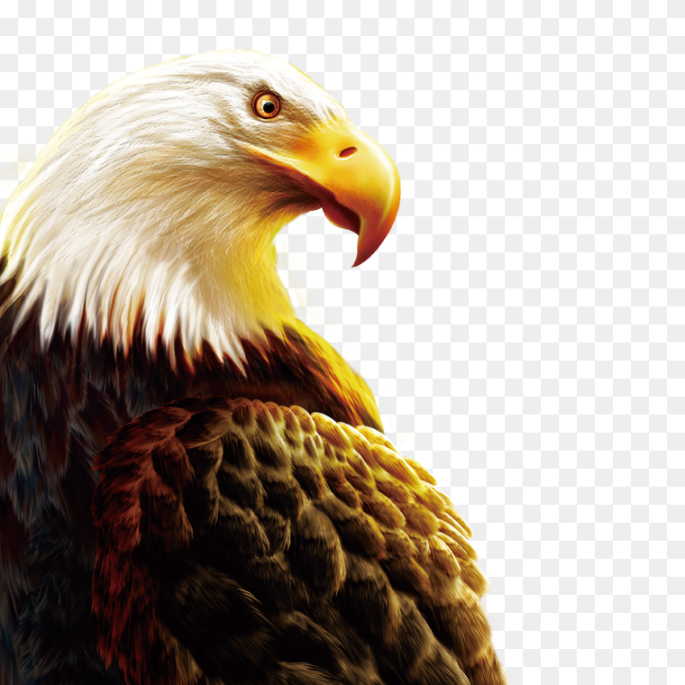 Bald eagle head transparent image free download