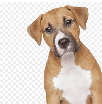 Dog depressed or sick transparent image free download now