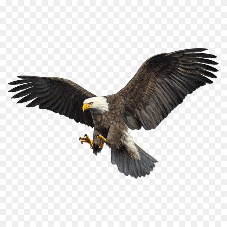 Eagle flying png file free download