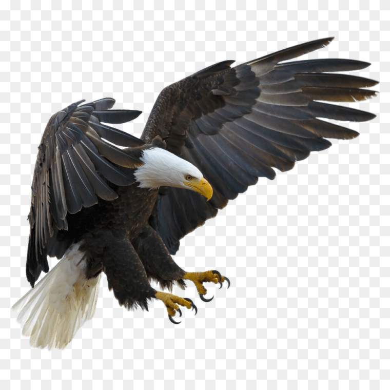 Eagle png transparent background free download