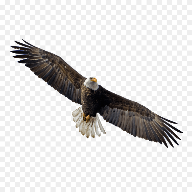 Flying eagle PNG image free download