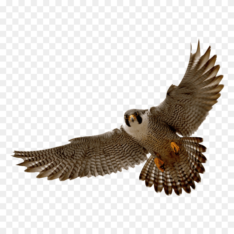 Flying falcon bird transparent image download for free