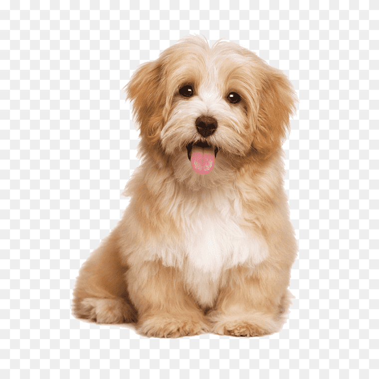 Free Download Labrador Dog Puppy Transparent Image