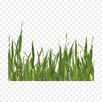 Best Green Grass Textures Image - Free PNG Download