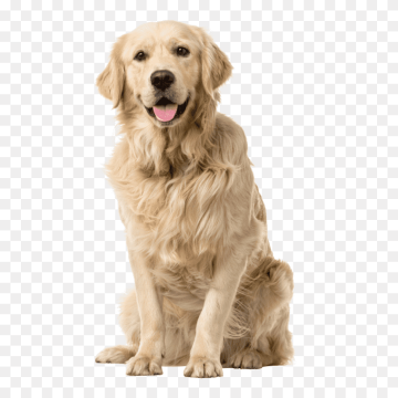 Golden Retriever Labrador Dog Transparent Image Free Download