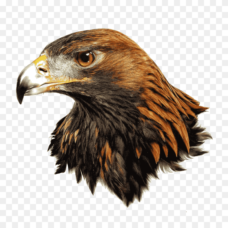 Golden eagle head transparent image free download