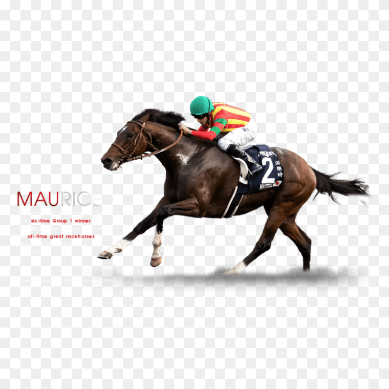 Horse Race PNG Clip Free Download Now, Race Horse Png Horse Logo Png Horse Png Black Horse Png Horse Icon Png Horse Head Png