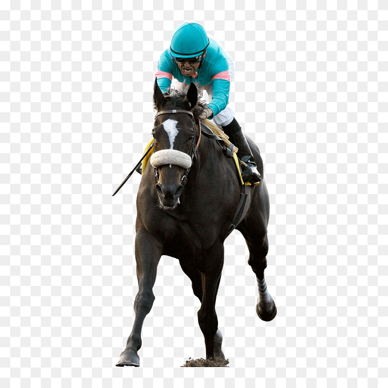 Horse Racing Thoroughbred Jockey Transparent Image Download , horse racing, horse, racing, mare png