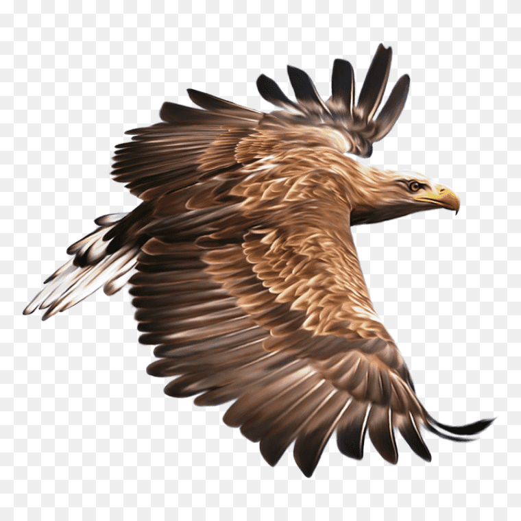 Red hawks bird flying faster transparent image