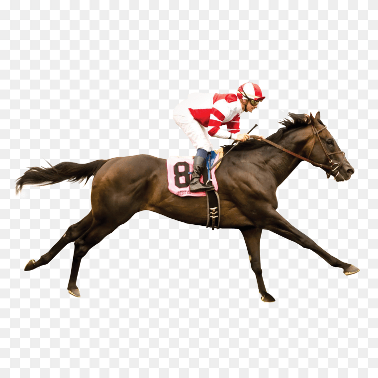 Stallion Horse Racing Belmont Stakes Calumet Farm, horse, horse, animals, racing png