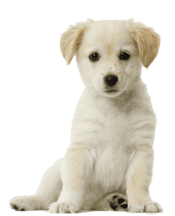 White Cute Puppy Transparent Image Free Download Now