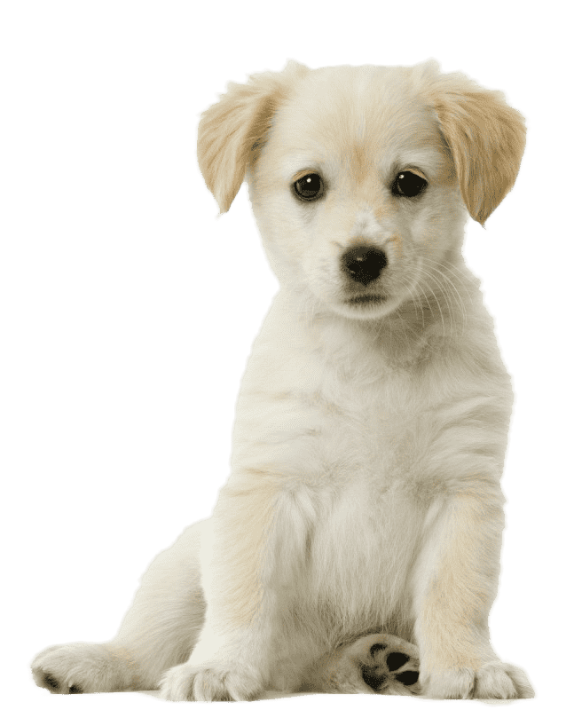 White Cute Puppy Transparent Image Free Download Now