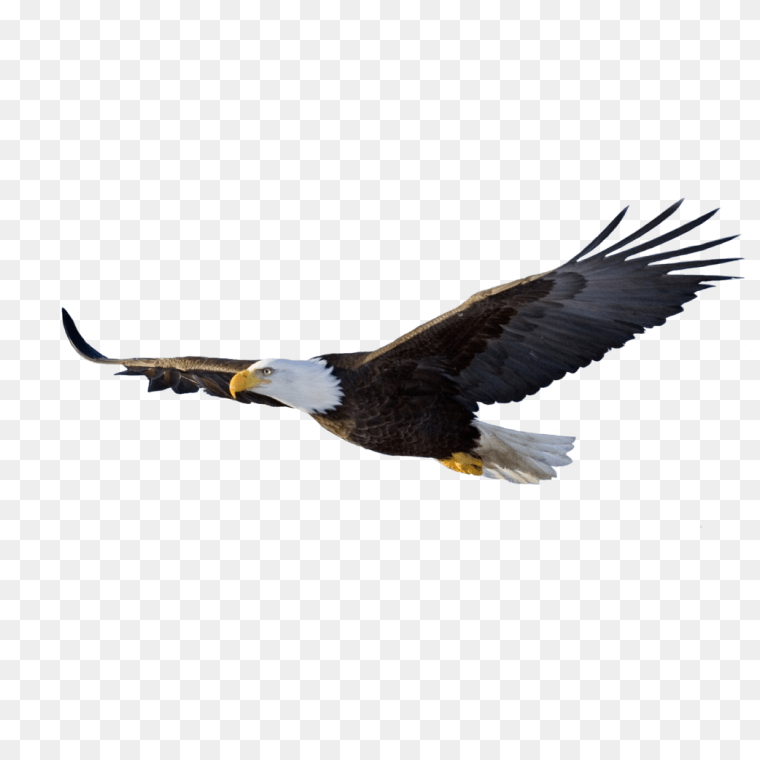 White-tailed sea eagle flying free PNG downloadWhite-tailed sea eagle flying free PNG download